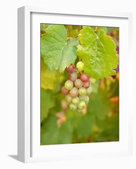 Beaujolais White Grapes in Autumn, Burgundy, France-Lisa S. Engelbrecht-Framed Photographic Print