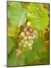 Beaujolais White Grapes in Autumn, Burgundy, France-Lisa S. Engelbrecht-Mounted Photographic Print