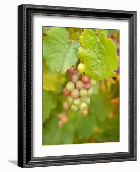 Beaujolais White Grapes in Autumn, Burgundy, France-Lisa S. Engelbrecht-Framed Photographic Print