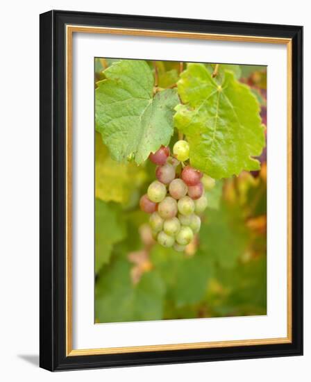 Beaujolais White Grapes in Autumn, Burgundy, France-Lisa S. Engelbrecht-Framed Photographic Print