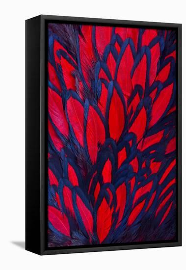 Beautiful Abstract Background Consisting of Red Hen Saddle Feathers-Keith Publicover-Framed Premier Image Canvas