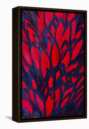 Beautiful Abstract Background Consisting of Red Hen Saddle Feathers-Keith Publicover-Framed Premier Image Canvas