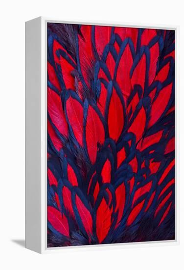 Beautiful Abstract Background Consisting of Red Hen Saddle Feathers-Keith Publicover-Framed Premier Image Canvas