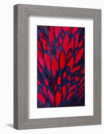 Beautiful Abstract Background Consisting of Red Hen Saddle Feathers-Keith Publicover-Framed Photographic Print