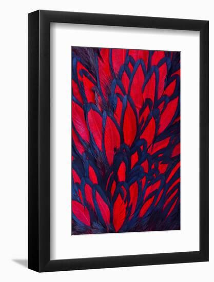 Beautiful Abstract Background Consisting of Red Hen Saddle Feathers-Keith Publicover-Framed Photographic Print