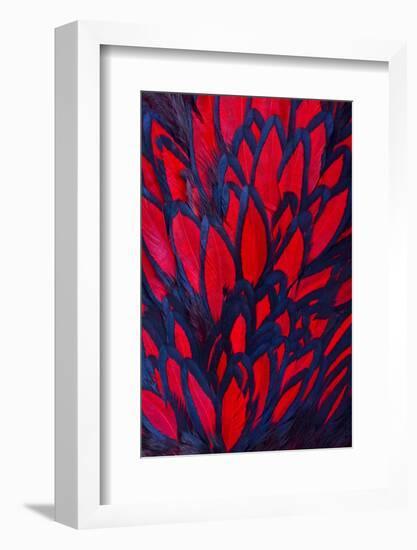 Beautiful Abstract Background Consisting of Red Hen Saddle Feathers-Keith Publicover-Framed Photographic Print