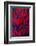 Beautiful Abstract Background Consisting of Red Hen Saddle Feathers-Keith Publicover-Framed Photographic Print