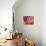 Beautiful Abstract Colorful Background, Oil on Water Surface-Abstract Oil Work-Photographic Print displayed on a wall
