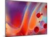 Beautiful Abstract Colorful Background, Oil on Water Surface-Abstract Oil Work-Mounted Photographic Print