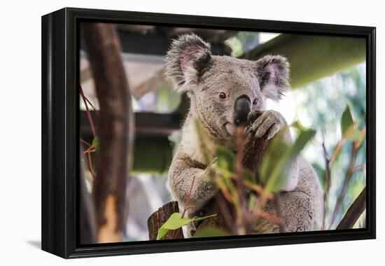 Beautiful and Awake Koala, Queensland, Australia, Pacific-Noelia Ramon-Framed Premier Image Canvas