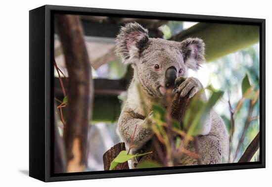 Beautiful and Awake Koala, Queensland, Australia, Pacific-Noelia Ramon-Framed Premier Image Canvas