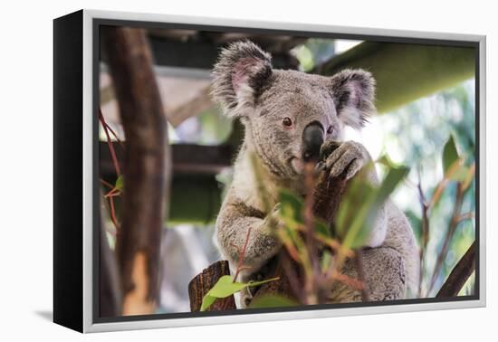 Beautiful and Awake Koala, Queensland, Australia, Pacific-Noelia Ramon-Framed Premier Image Canvas