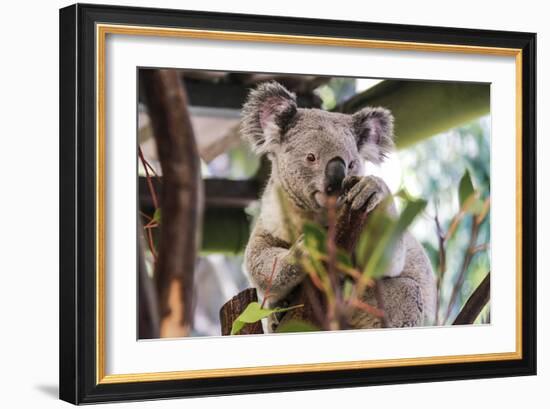 Beautiful and Awake Koala, Queensland, Australia, Pacific-Noelia Ramon-Framed Photographic Print