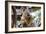 Beautiful and Awake Koala, Queensland, Australia, Pacific-Noelia Ramon-Framed Photographic Print