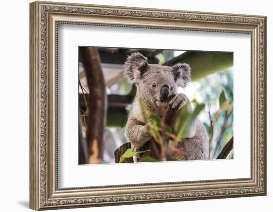 Beautiful and Awake Koala, Queensland, Australia, Pacific-Noelia Ramon-Framed Photographic Print