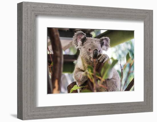 Beautiful and Awake Koala, Queensland, Australia, Pacific-Noelia Ramon-Framed Photographic Print