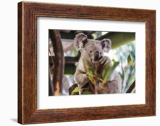 Beautiful and Awake Koala, Queensland, Australia, Pacific-Noelia Ramon-Framed Photographic Print