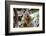 Beautiful and Awake Koala, Queensland, Australia, Pacific-Noelia Ramon-Framed Photographic Print