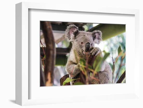 Beautiful and Awake Koala, Queensland, Australia, Pacific-Noelia Ramon-Framed Photographic Print