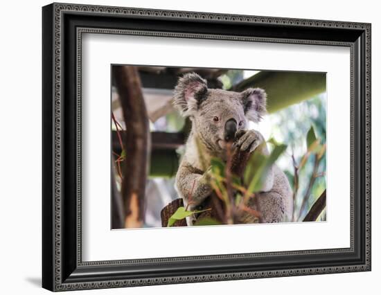 Beautiful and Awake Koala, Queensland, Australia, Pacific-Noelia Ramon-Framed Photographic Print