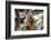 Beautiful and Awake Koala, Queensland, Australia, Pacific-Noelia Ramon-Framed Photographic Print