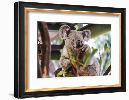 Beautiful and Awake Koala, Queensland, Australia, Pacific-Noelia Ramon-Framed Photographic Print