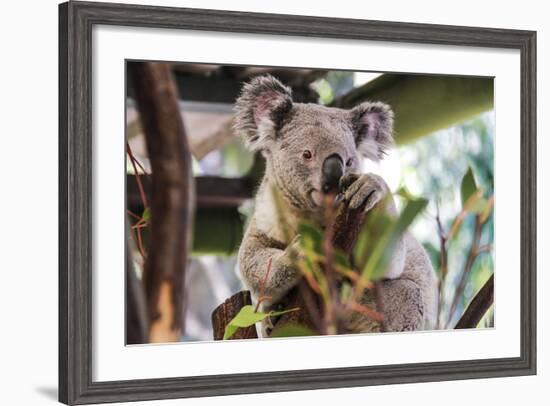 Beautiful and Awake Koala, Queensland, Australia, Pacific-Noelia Ramon-Framed Photographic Print