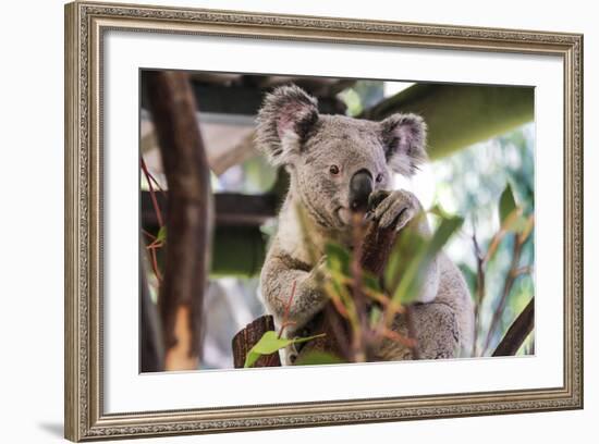 Beautiful and Awake Koala, Queensland, Australia, Pacific-Noelia Ramon-Framed Photographic Print