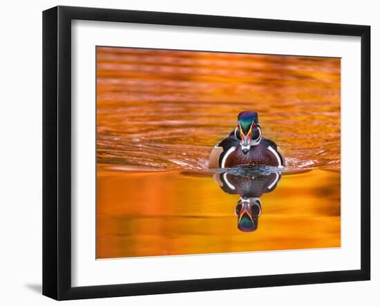 Beautiful and Colorful Wood Duck in a Natural Setting Environment-graphicphoto-Framed Photographic Print