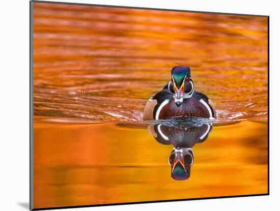 Beautiful and Colorful Wood Duck in a Natural Setting Environment-graphicphoto-Mounted Photographic Print