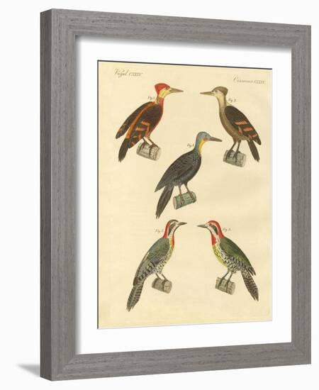 Beautiful and Foreign Woodpecker-null-Framed Giclee Print