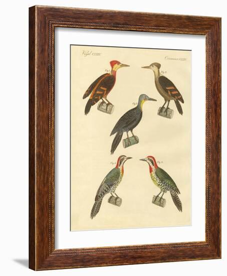 Beautiful and Foreign Woodpecker-null-Framed Giclee Print