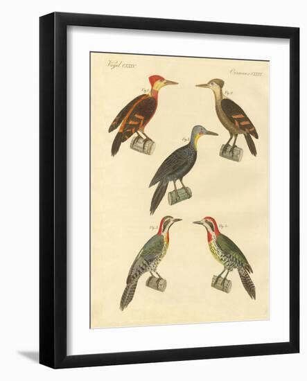 Beautiful and Foreign Woodpecker-null-Framed Giclee Print