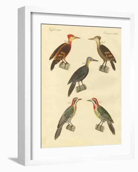 Beautiful and Foreign Woodpecker-null-Framed Giclee Print