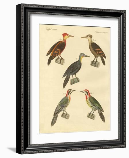 Beautiful and Foreign Woodpecker-null-Framed Giclee Print