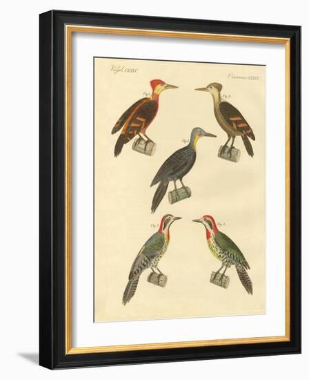 Beautiful and Foreign Woodpecker-null-Framed Giclee Print