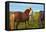 Beautiful and Well-Groomed Horse Chestnut and White Suit on Free Ranging. Icelandic Horses on the S-kavram-Framed Premier Image Canvas
