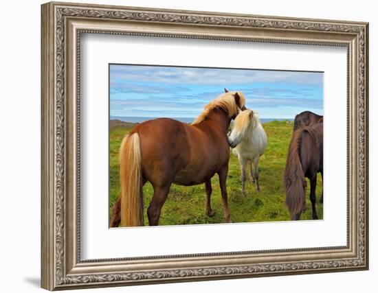 Beautiful and Well-Groomed Horse Chestnut and White Suit on Free Ranging. Icelandic Horses on the S-kavram-Framed Photographic Print