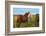 Beautiful and Well-Groomed Horse Chestnut and White Suit on Free Ranging. Icelandic Horses on the S-kavram-Framed Photographic Print