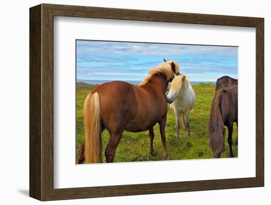 Beautiful and Well-Groomed Horse Chestnut and White Suit on Free Ranging. Icelandic Horses on the S-kavram-Framed Photographic Print