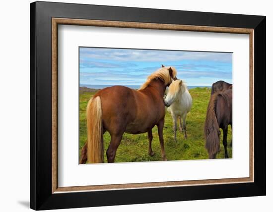 Beautiful and Well-Groomed Horse Chestnut and White Suit on Free Ranging. Icelandic Horses on the S-kavram-Framed Photographic Print