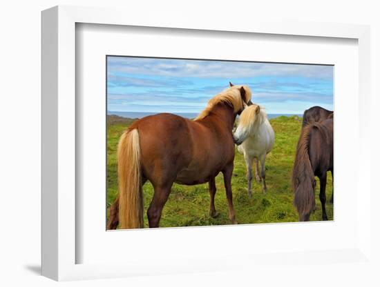 Beautiful and Well-Groomed Horse Chestnut and White Suit on Free Ranging. Icelandic Horses on the S-kavram-Framed Photographic Print