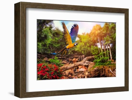 Beautiful Ara Parrot on Tropical Forest Background-NejroN Photo-Framed Photographic Print