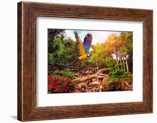 Beautiful Ara Parrot on Tropical Forest Background-NejroN Photo-Framed Photographic Print