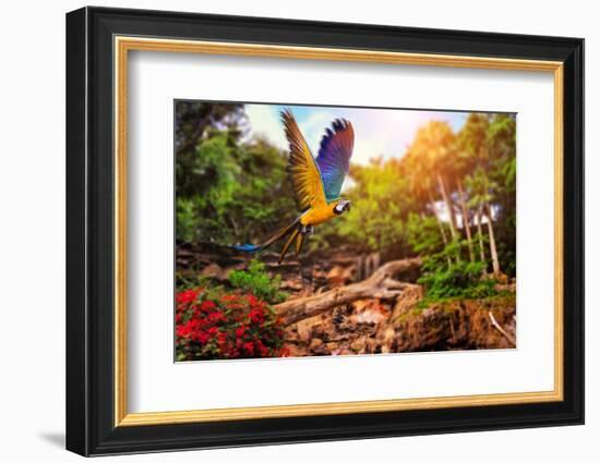 Beautiful Ara Parrot on Tropical Forest Background-NejroN Photo-Framed Photographic Print