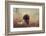 Beautiful Aragorn-Heike Willers-Framed Photographic Print