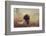 Beautiful Aragorn-Heike Willers-Framed Photographic Print