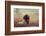 Beautiful Aragorn-Heike Willers-Framed Photographic Print