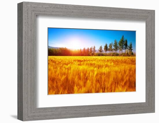 Beautiful Autumn Landscape, Dry Golden Grass Field, High Green Pine Trees, Autumnal Nature, Sunny D-Anna Omelchenko-Framed Photographic Print