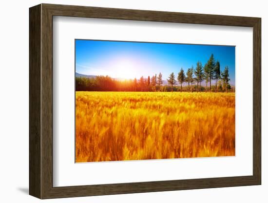 Beautiful Autumn Landscape, Dry Golden Grass Field, High Green Pine Trees, Autumnal Nature, Sunny D-Anna Omelchenko-Framed Photographic Print